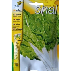 ACELGA AMARILLA DE LYON 2 - Imagen 1