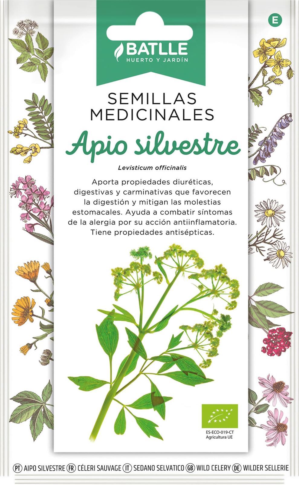 Apio Silvestre Planta herbácea perenne con tallos florales acanalados de color verde medio con un rizoma de color blanquecino. Sus derivados se suelen tomar infusionados. - Imagen 1