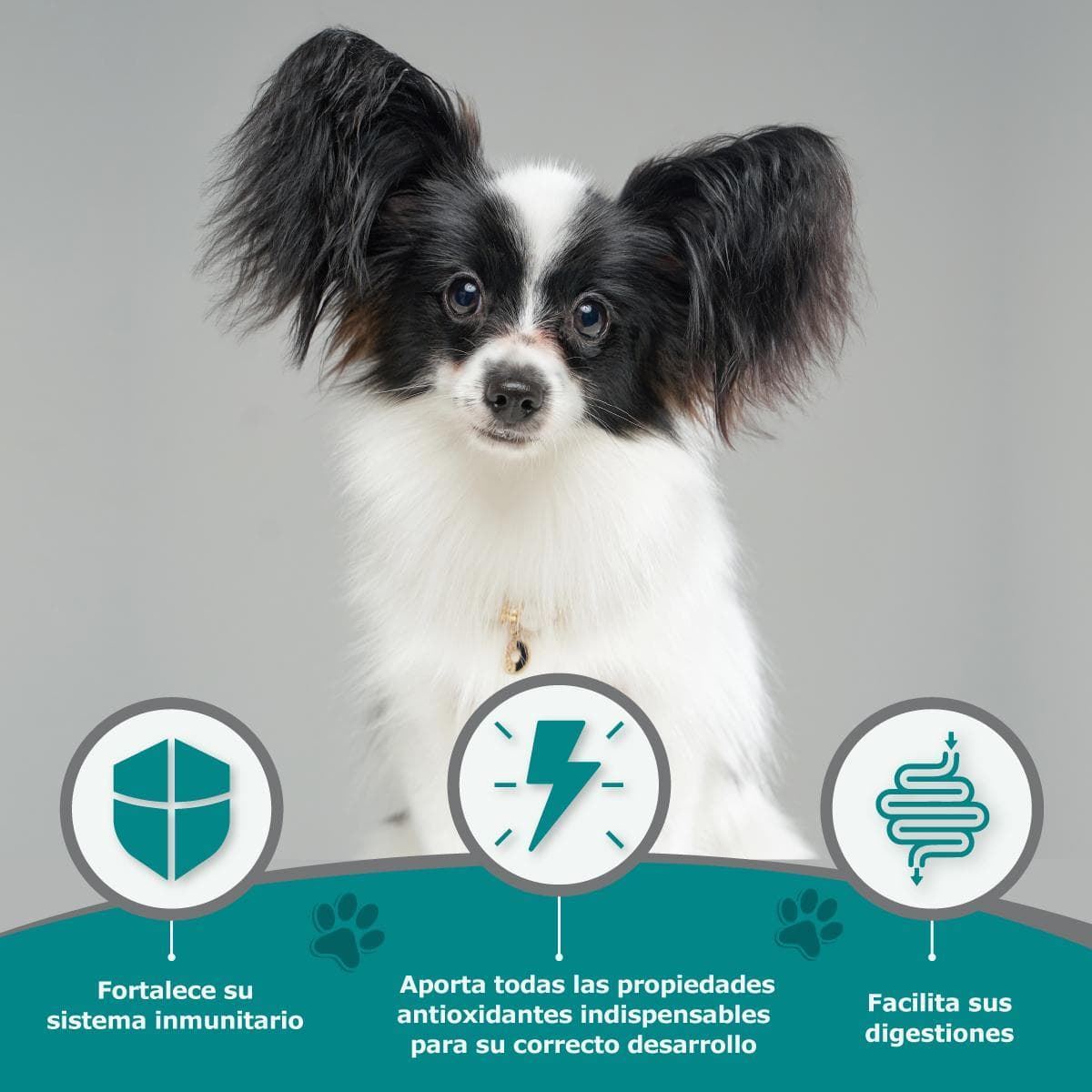 AVANTIS PET MINI - Imagen 3
