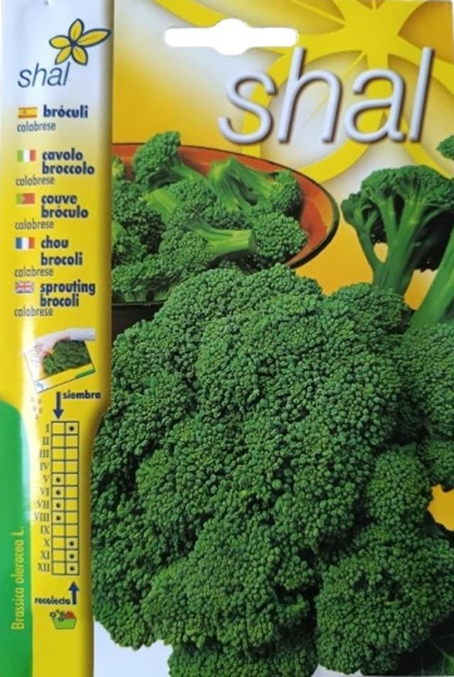 Broculi verde calabrese - Imagen 1