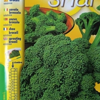 Broculi verde calabrese - Imagen 1
