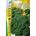 Broculi verde calabrese - Imagen 1