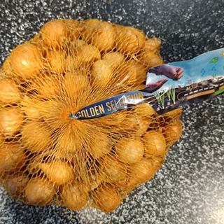 BULBILLO CEBOLLA STUTTGARTER 21/24 500GRS - Imagen 1