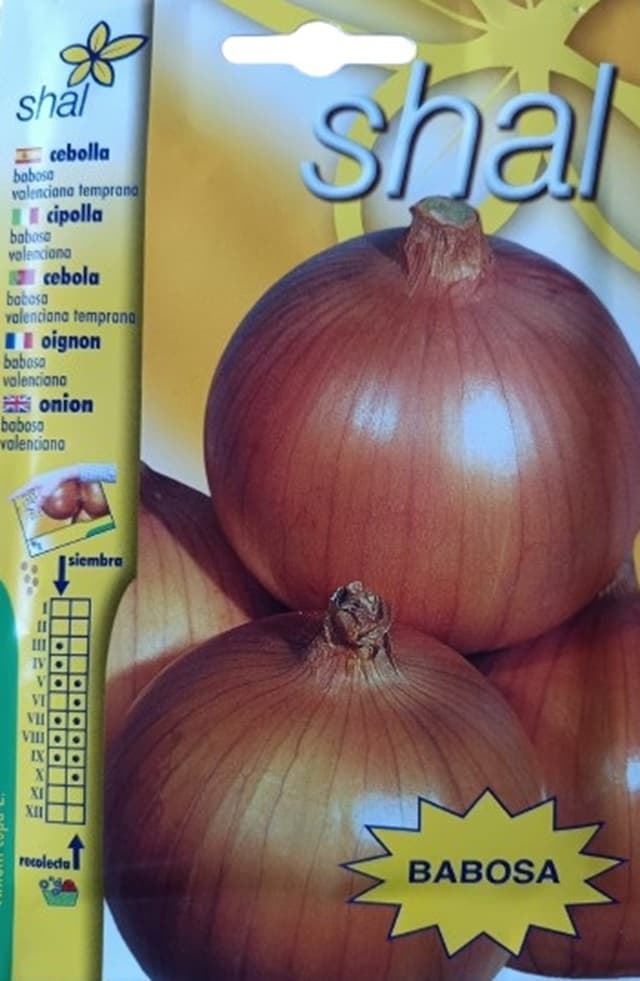 CEBOLLA BABOSA, VALENCIANA TEMPRANA - Imagen 1