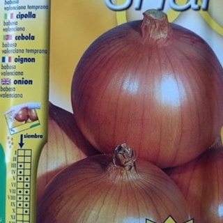 CEBOLLA BABOSA, VALENCIANA TEMPRANA - Imagen 1