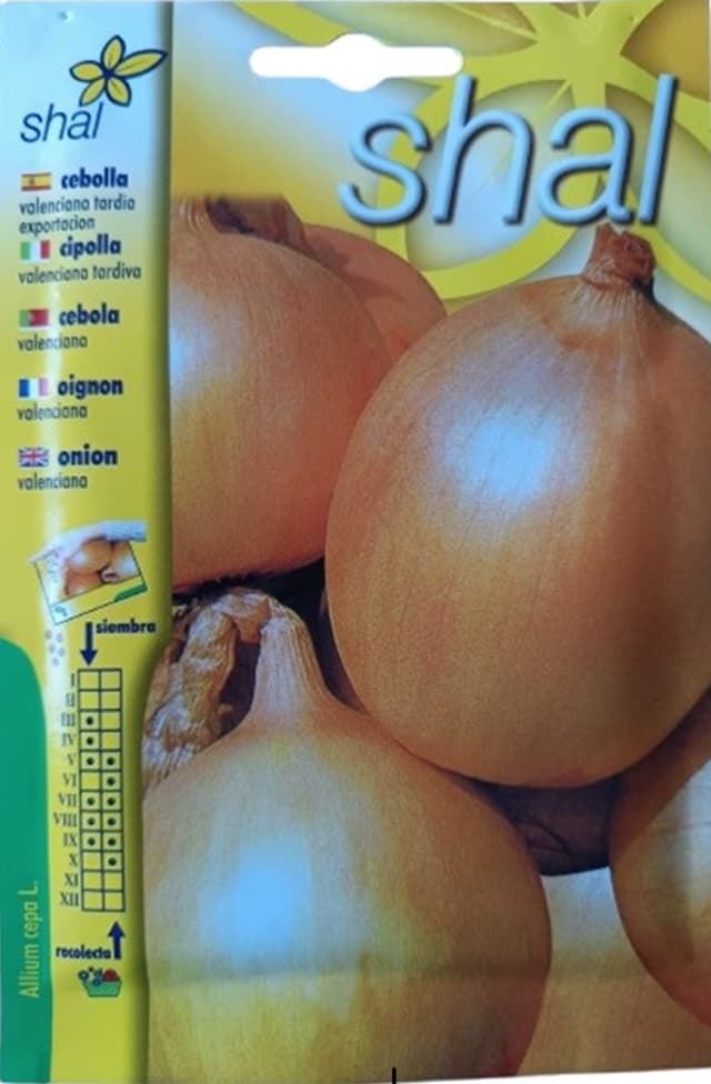 CEBOLLA VALENCIANA TARDIA - Imagen 1