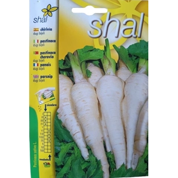 CHIRIVIA (PASTINACA) DUGI BIJELI - Imagen 1