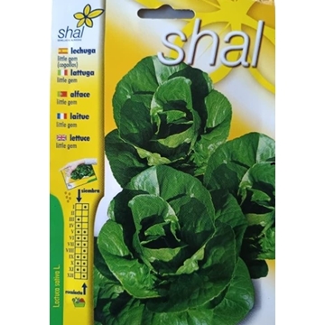 COGOLLOS LITTLE GEM - Imagen 1