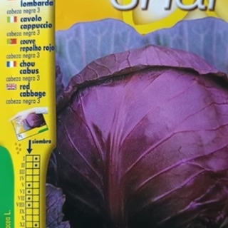 COL LOMBARDA, CABEZA NEGRA - Imagen 1