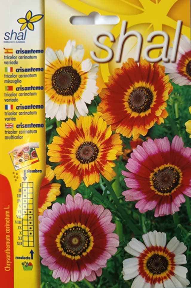 CRISANTEMO TRICOLOR CARINATUM VARIADO - Imagen 1
