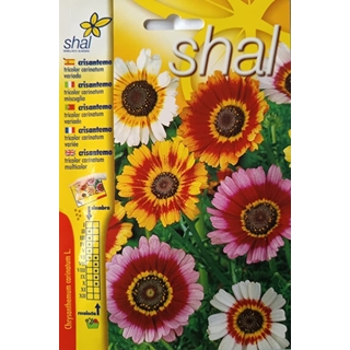 CRISANTEMO TRICOLOR CARINATUM VARIADO - Imagen 1