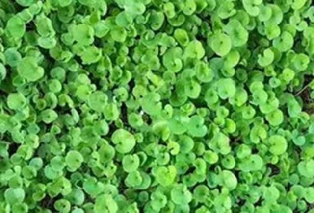 Dichondra repens SHAL. 250 Grs - Imagen 1