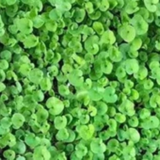 Dichondra repens SHAL. 250 Grs - Imagen 1