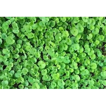 Dichondra repens SHAL. 250 Grs - Imagen 1