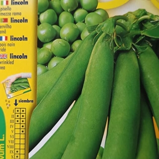 GUISANTE LINCOLN, mata baja. - Imagen 1