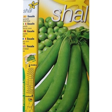 GUISANTE LINCOLN, mata baja. - Imagen 1