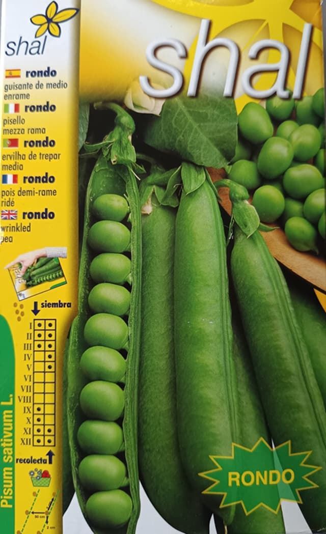 GUISANTE RONDO, medio enrame - Imagen 1