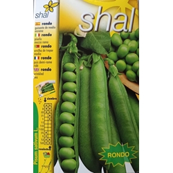 GUISANTE RONDO, medio enrame - Imagen 1
