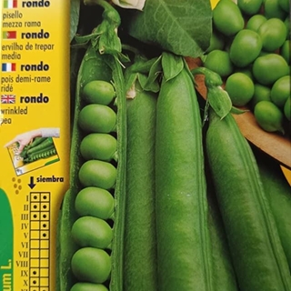 GUISANTE RONDO, medio enrame - Imagen 1