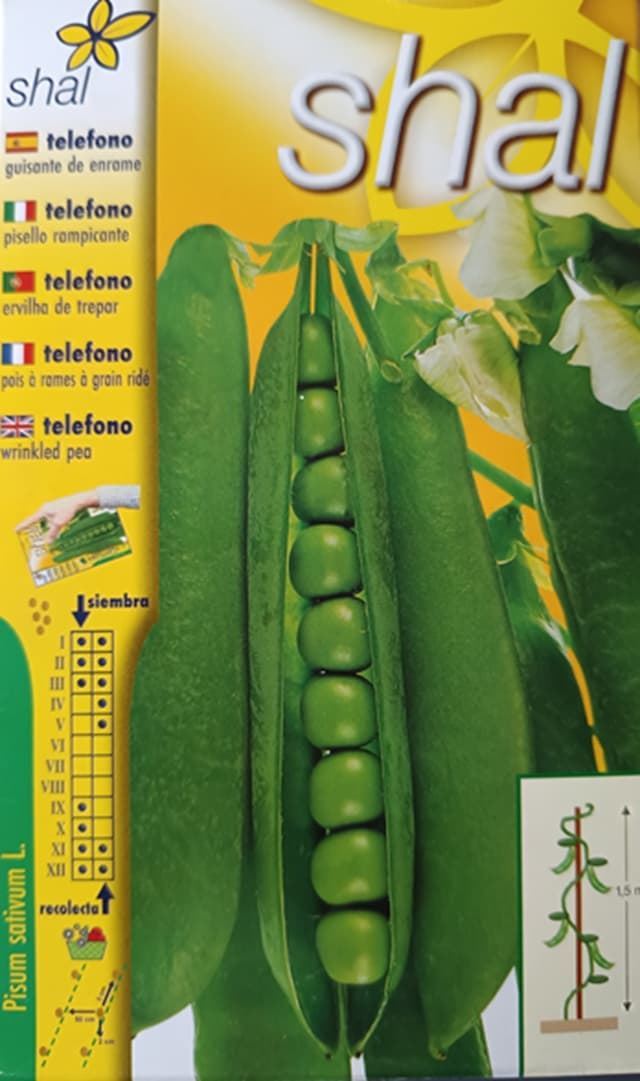 GUISANTE TELEFONO, guisante de enrame. - Imagen 1