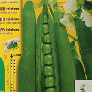GUISANTE TELEFONO, guisante de enrame. - Imagen 1