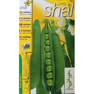 GUISANTE TELEFONO, guisante de enrame. - Imagen 1