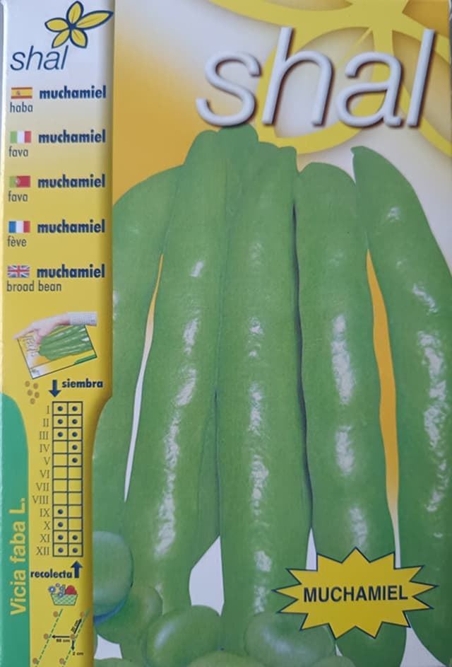 HABA MUCHAMIEL, variedad muy precoz - Imagen 1