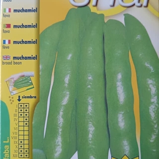 HABA MUCHAMIEL, variedad muy precoz - Imagen 1