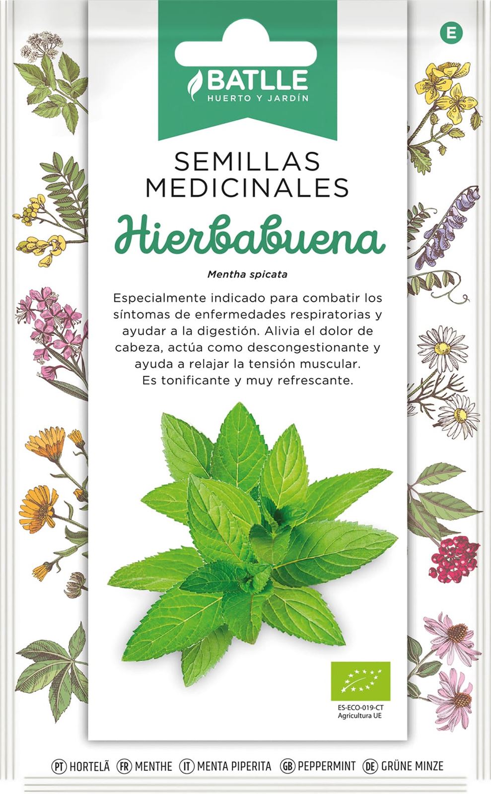 Hierbabuena Vivaz, con una altura de 40-50 cm. Utilización de las hojas para bebidas e infusiones. - Imagen 1