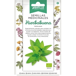 Hierbabuena Vivaz, con una altura de 40-50 cm. Utilización de las hojas para bebidas e infusiones. - Imagen 1