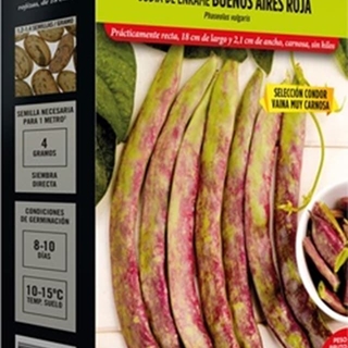 Judia buenos aires roja, s. condor - Imagen 1