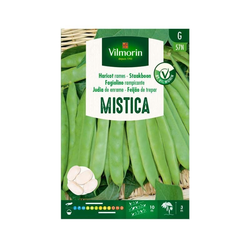Judía de enrame MISTICA Vilmorin – Caja 80 g - Imagen 1