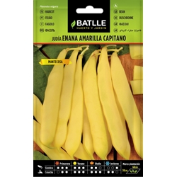 Judía Enana Amarilla Capitano - Imagen 1
