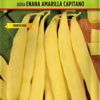 Judía Enana Amarilla Capitano - Imagen 1