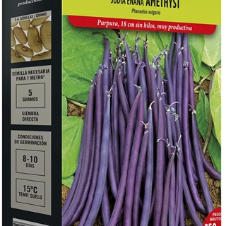 Judía Enana purpura Amethyst 250 grs - Imagen 1