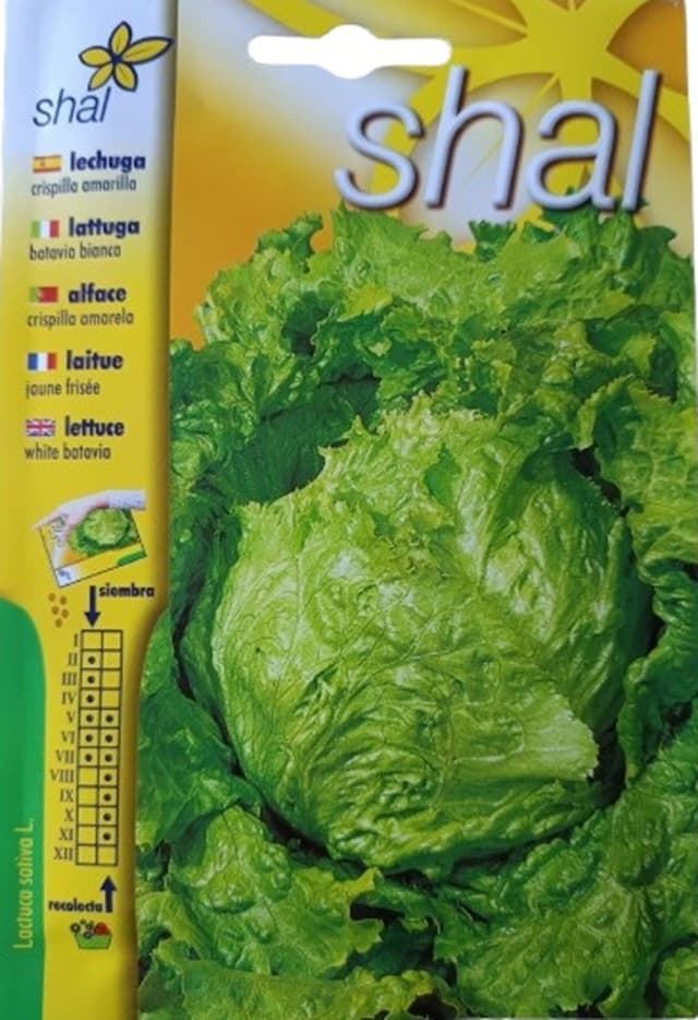 LECHUGA CHISPILLA AMARILLA - Imagen 1