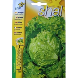 LECHUGA CHISPILLA AMARILLA - Imagen 1