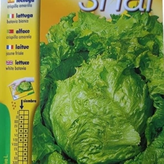 LECHUGA CHISPILLA AMARILLA - Imagen 1