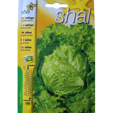 LECHUGA CHISPILLA AMARILLA - Imagen 1
