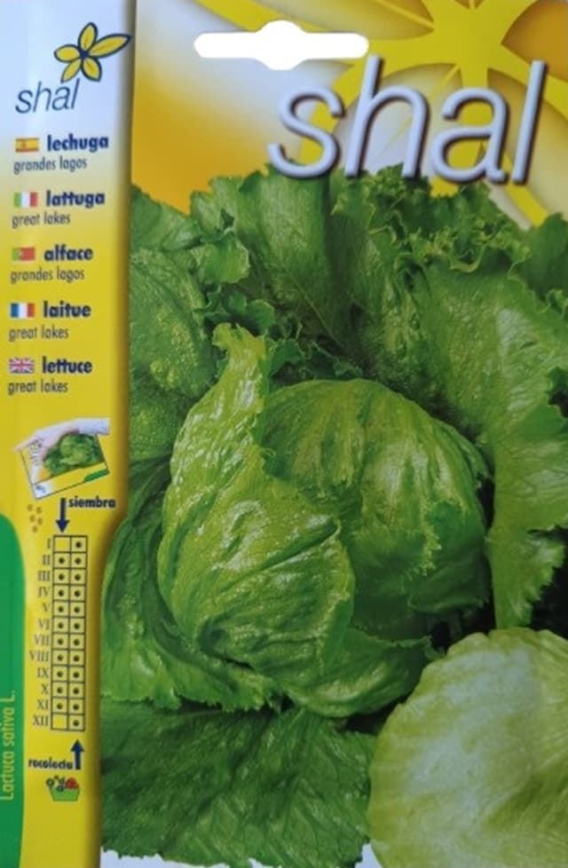 LECHUGA GRANDES LAGOS - Imagen 1