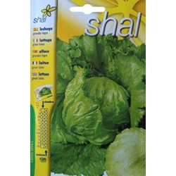 LECHUGA GRANDES LAGOS - Imagen 1