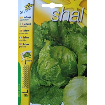 LECHUGA GRANDES LAGOS - Imagen 1