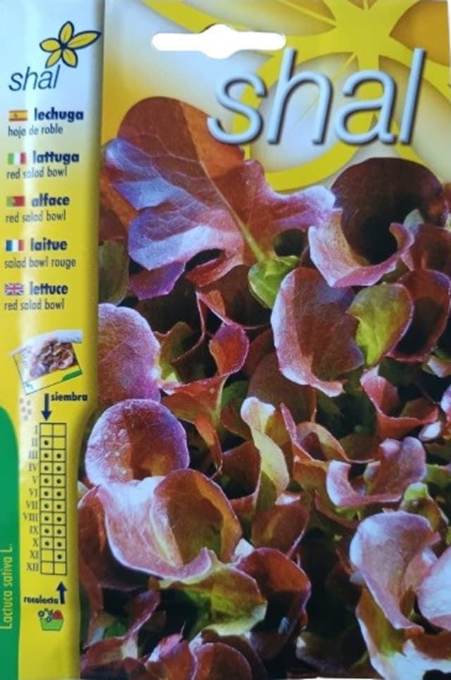 LECHUGA HOJA DE ROBLE - Imagen 1