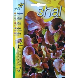 LECHUGA HOJA DE ROBLE - Imagen 1