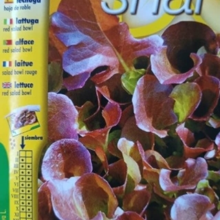 LECHUGA HOJA DE ROBLE - Imagen 1