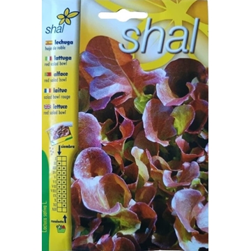 LECHUGA HOJA DE ROBLE - Imagen 1