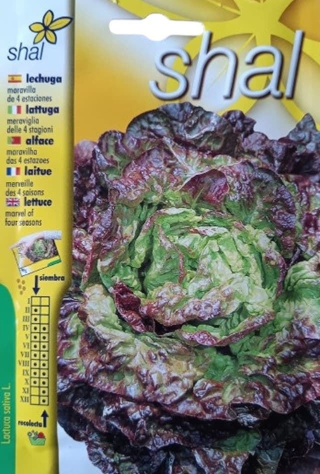 LECHUGA MARAVILLA 4 ESTACIONES - Imagen 1
