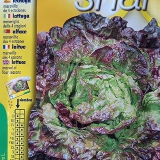 LECHUGA MARAVILLA 4 ESTACIONES - Imagen 1