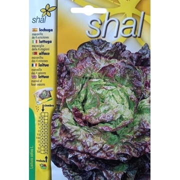 LECHUGA MARAVILLA 4 ESTACIONES - Imagen 1
