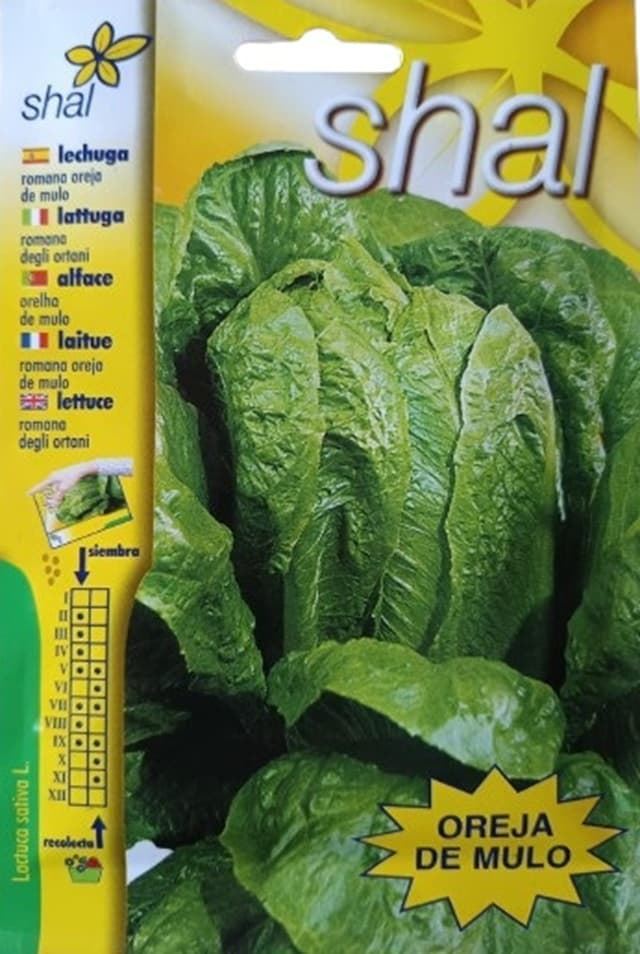 LECHUGA ROMANA OREJA DE MULO - Imagen 1